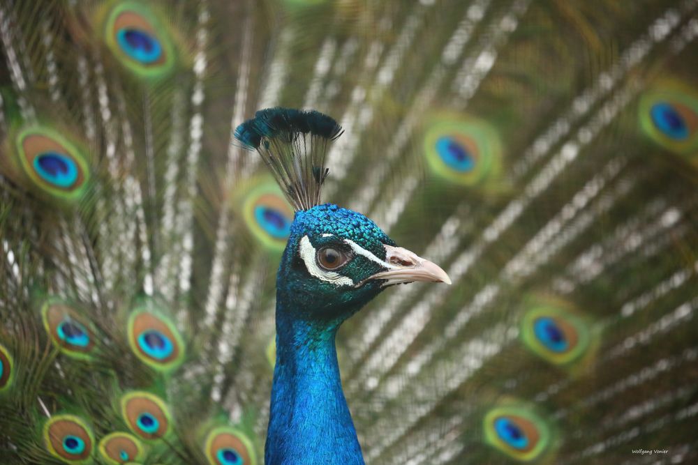 Pfau