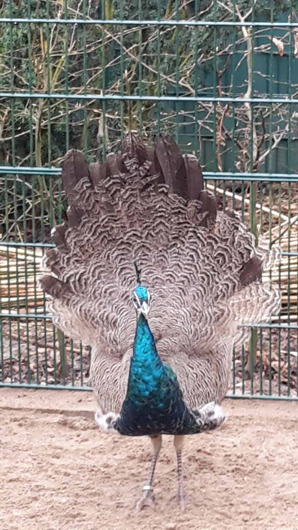 Pfau