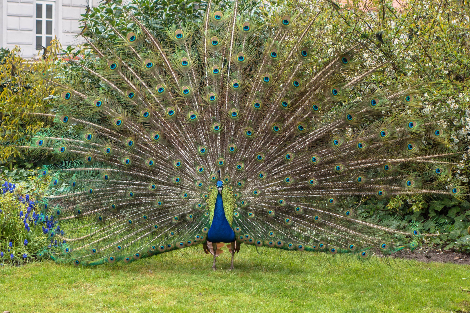 Pfau