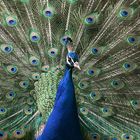 Pfau