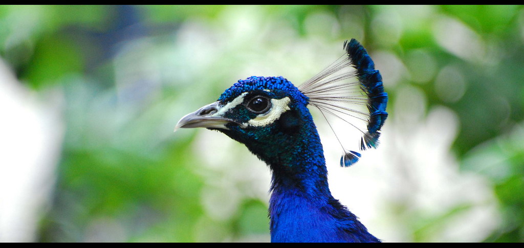 Pfau