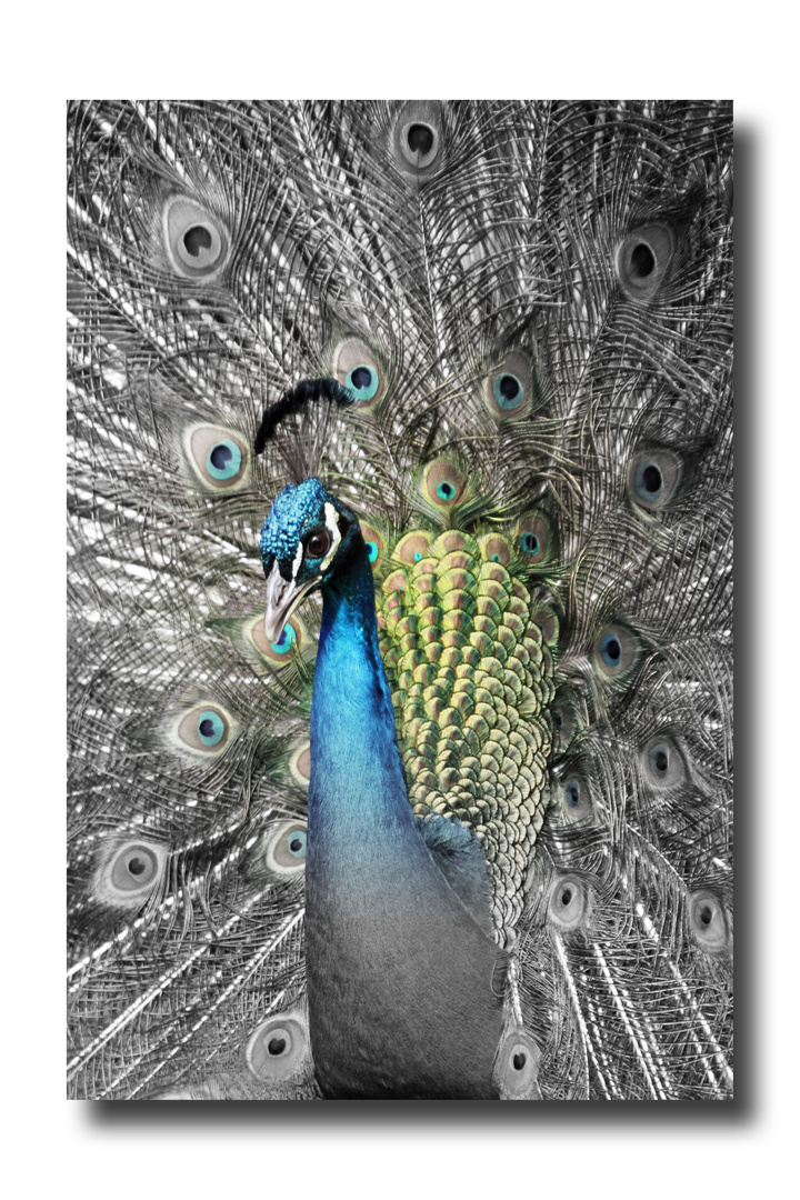 Pfau