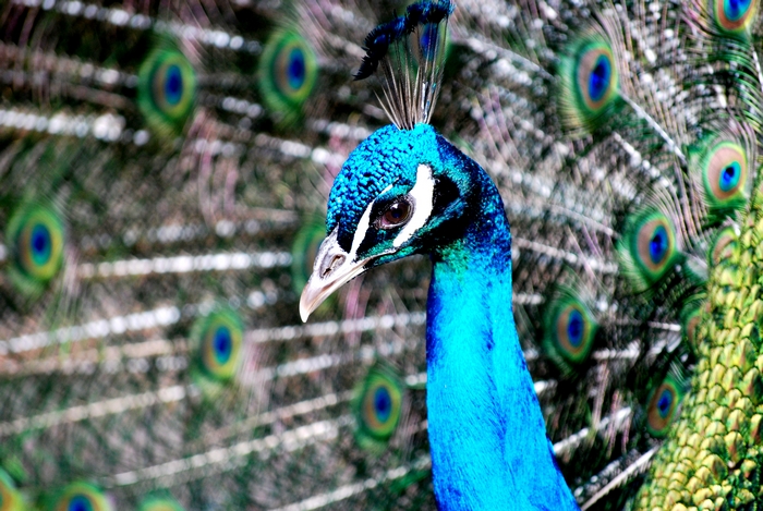 Pfau