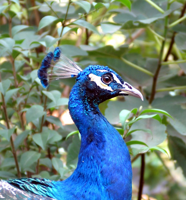 Pfau