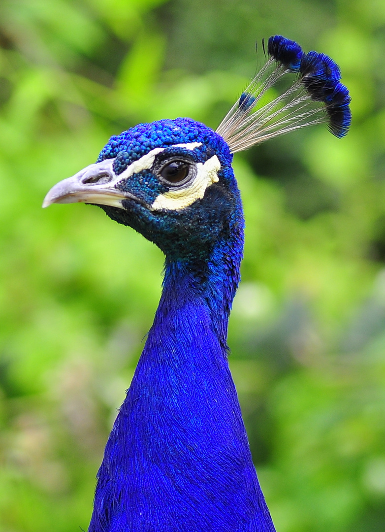 Pfau