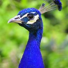 Pfau