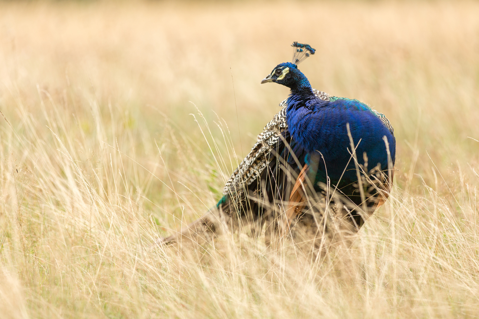 Pfau