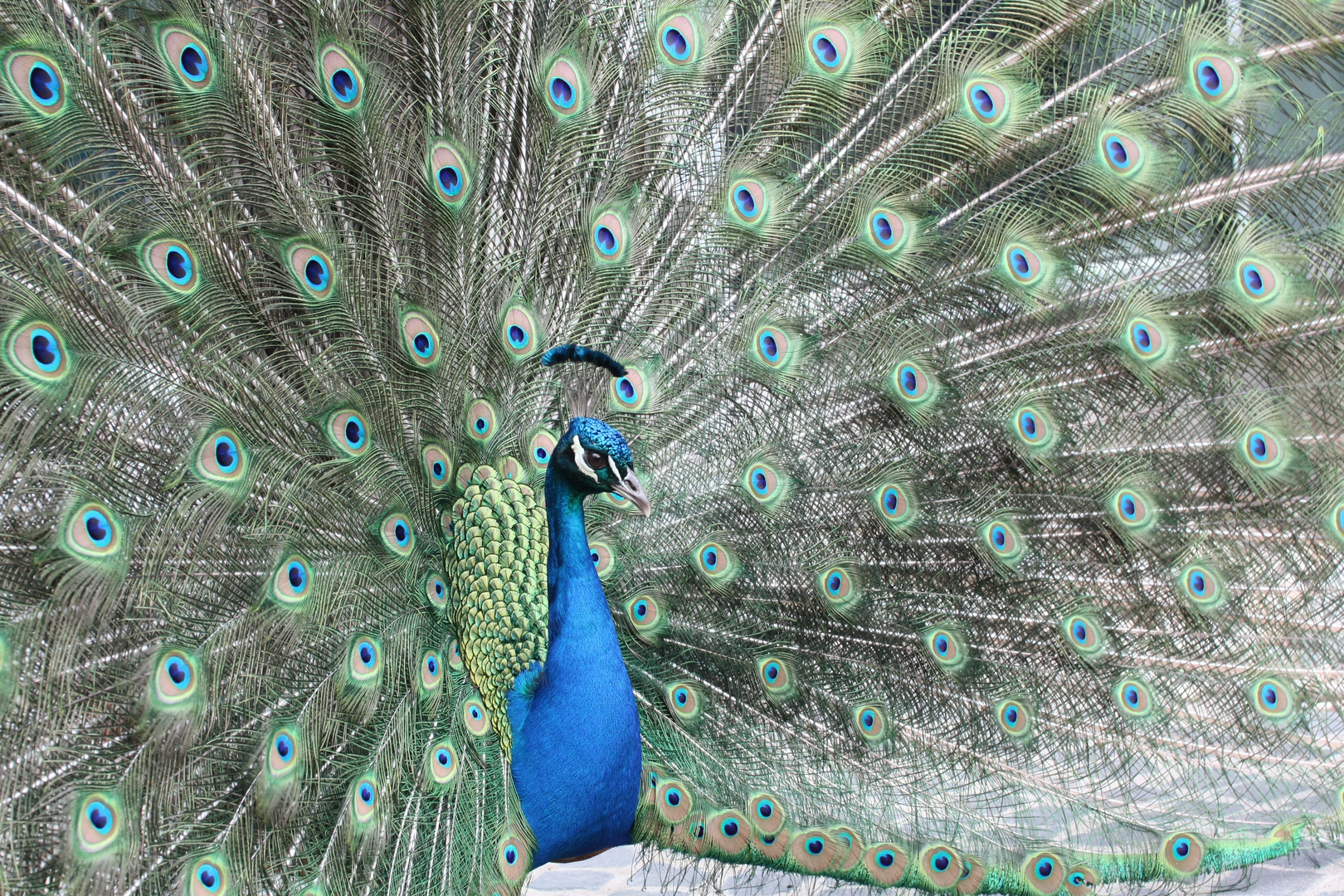 Pfau