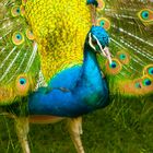 Pfau