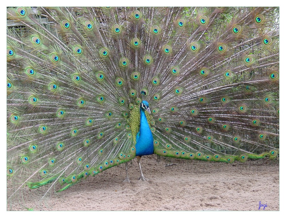 Pfau