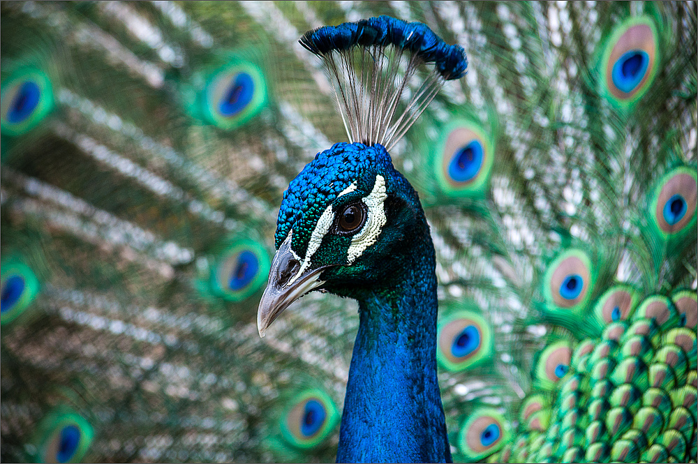 Pfau [2]