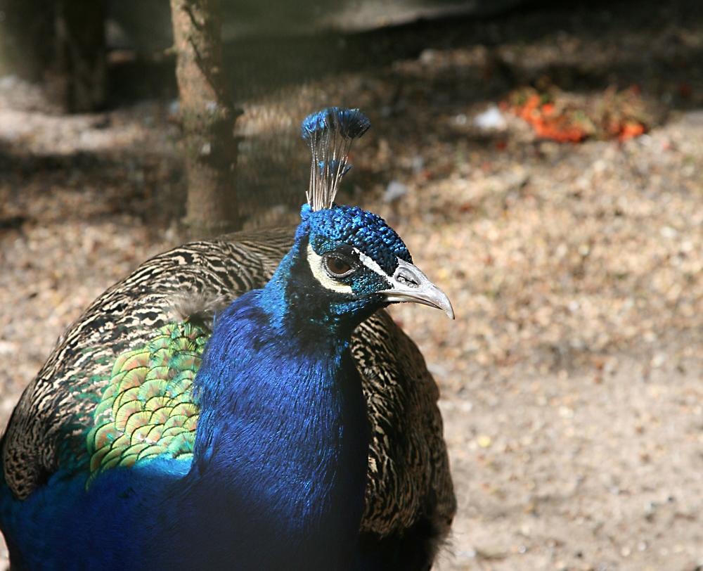 Pfau 2