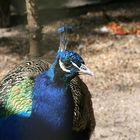 Pfau 2