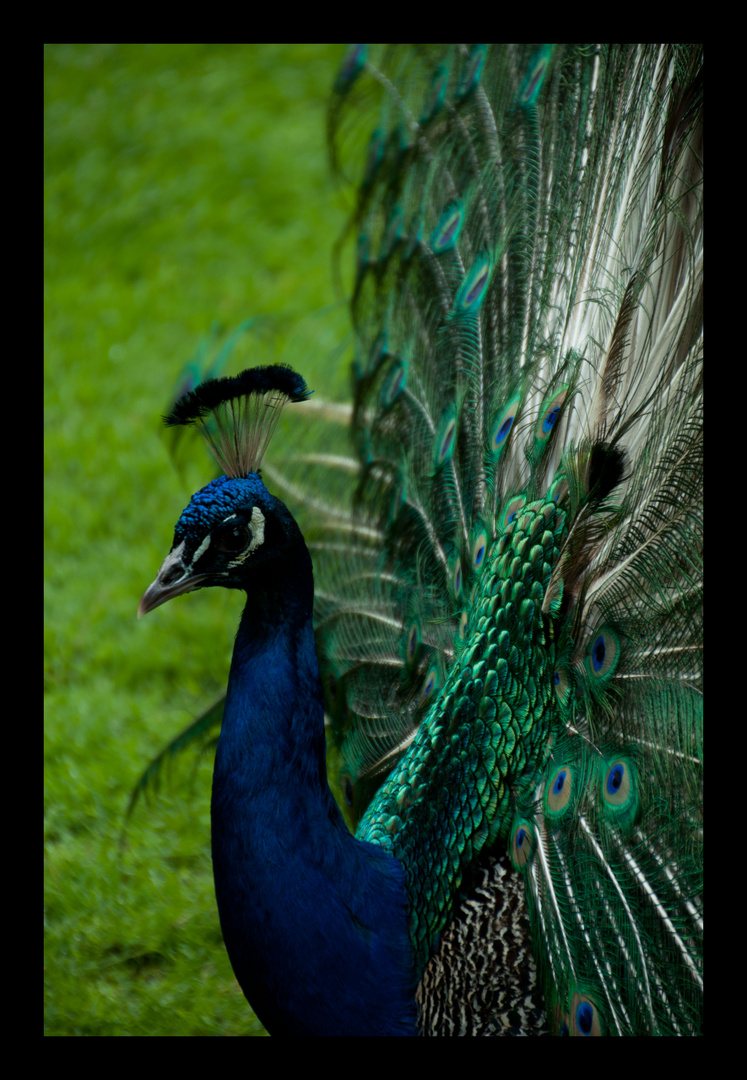 Pfau 2