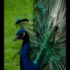 Pfau 2