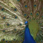 Pfau (2)