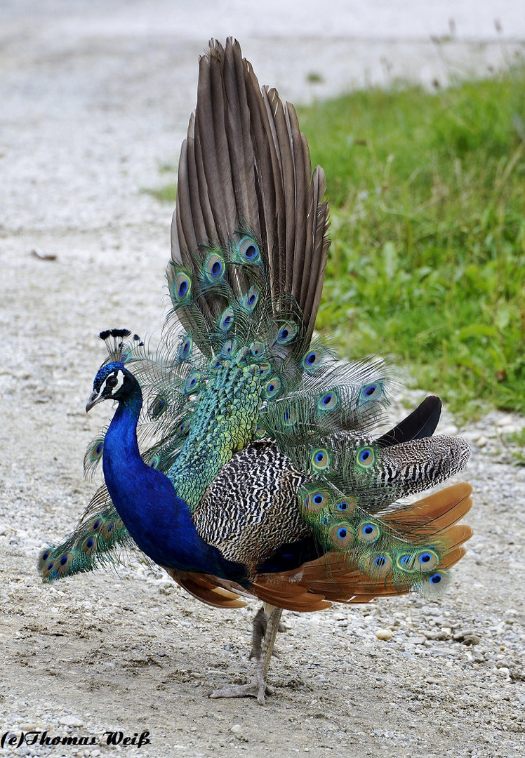 Pfau 2