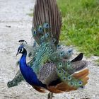 Pfau 2