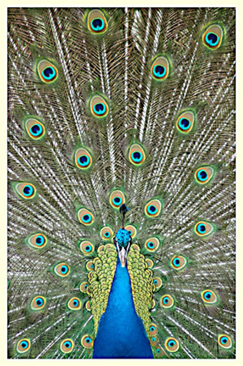 " Pfau 2 "