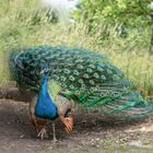 Pfau 2 am 03.06.2022