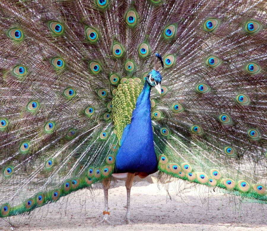 Pfau 2