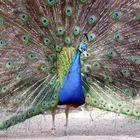 Pfau 2