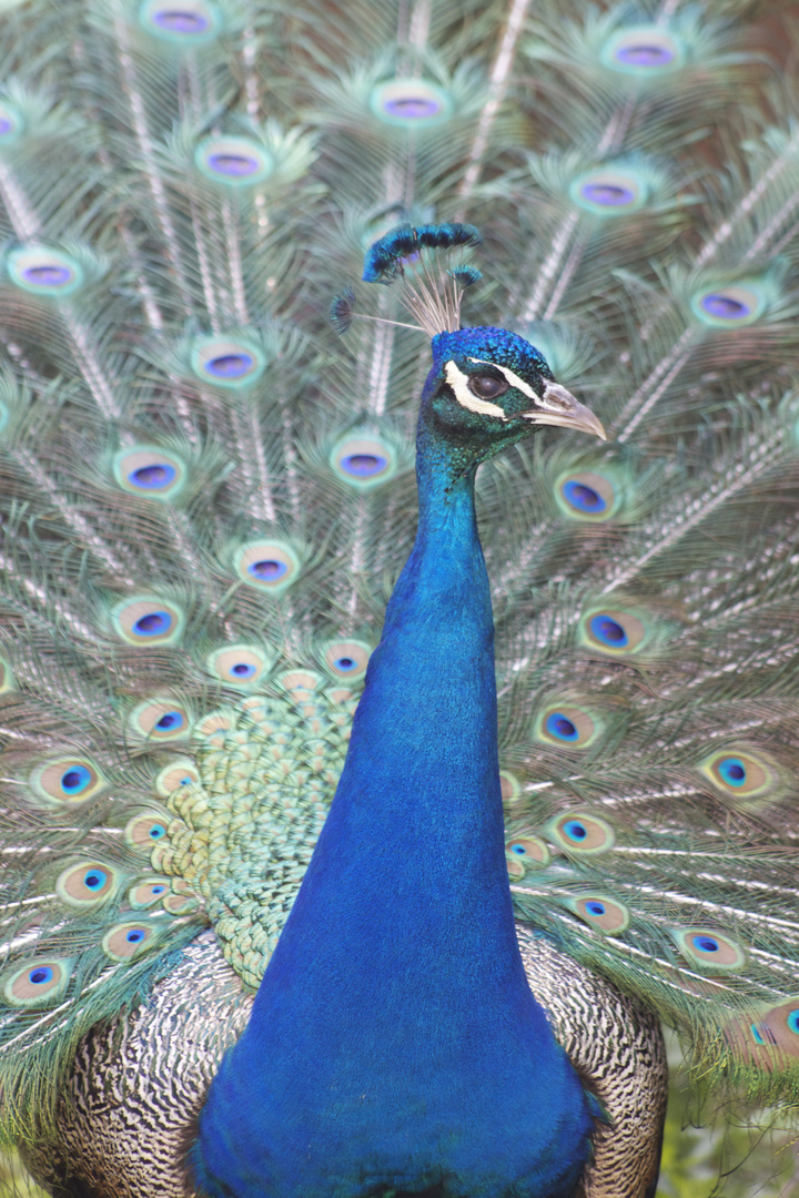 Pfau 2