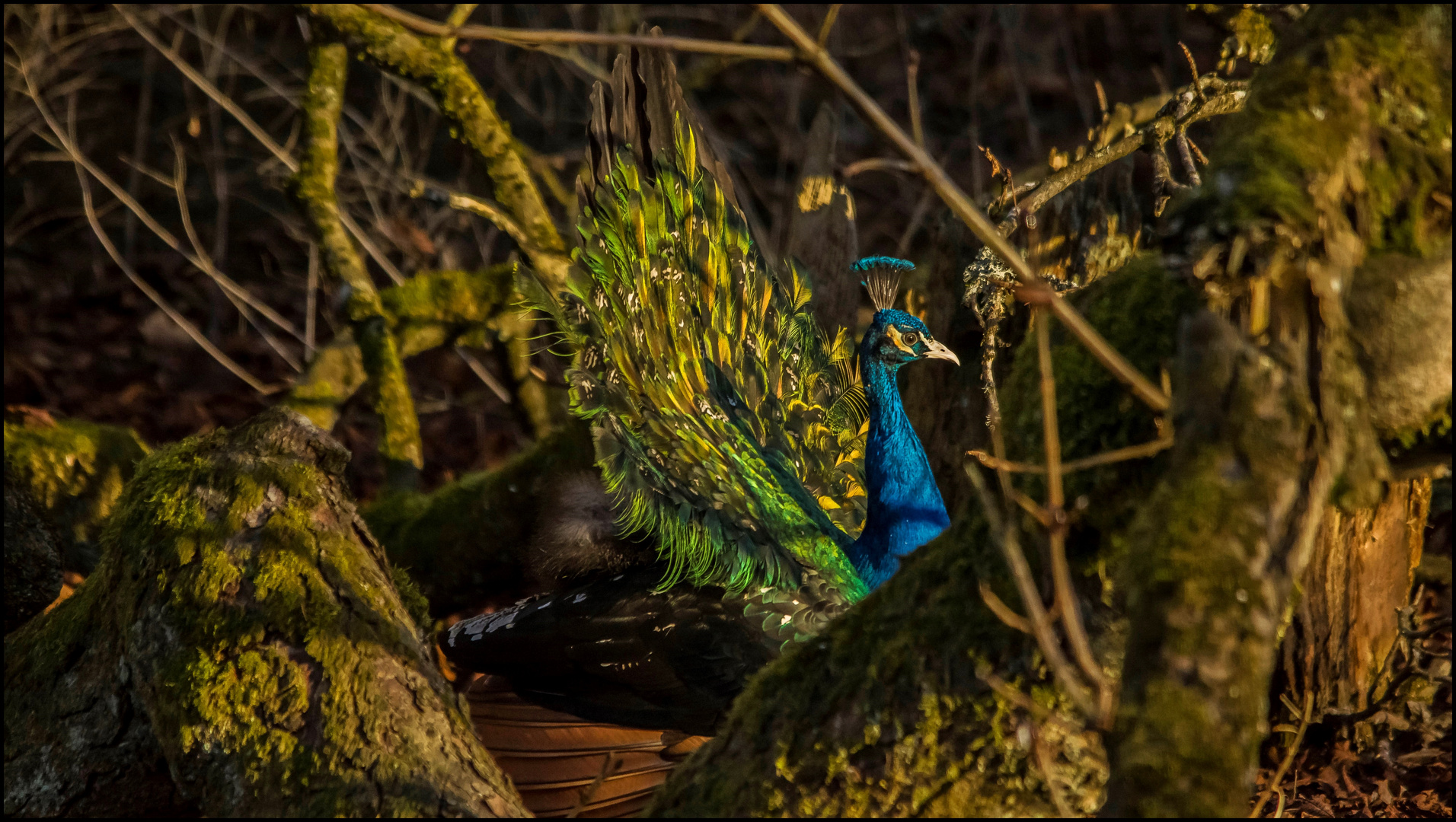 Pfau 2 ( Donau. Park )