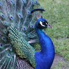 Pfau 2