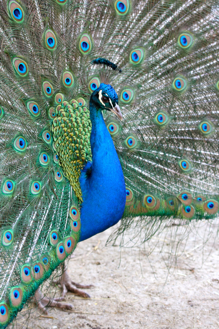 Pfau 2