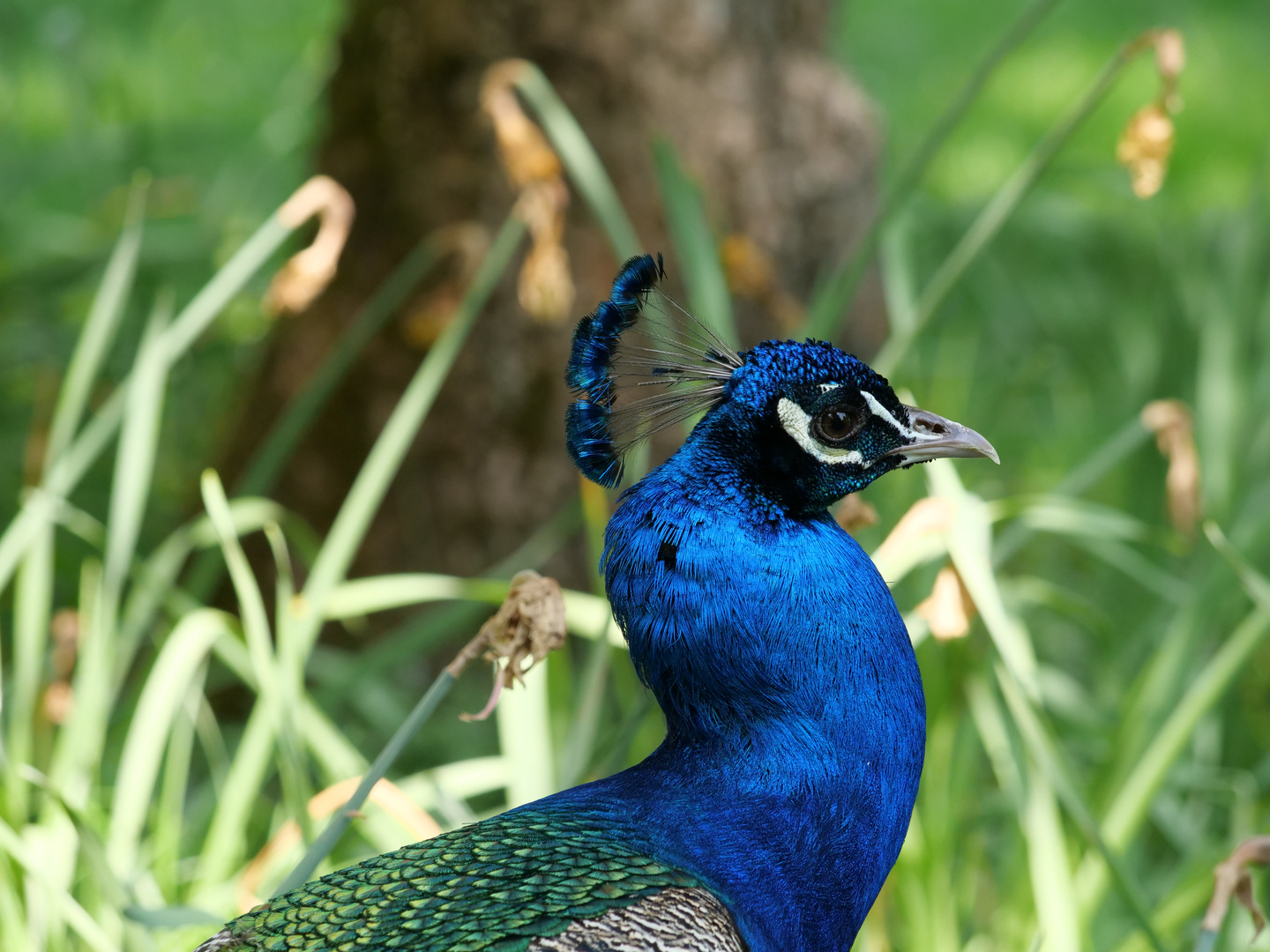 Pfau 2