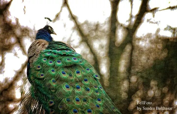 Pfau 2..0