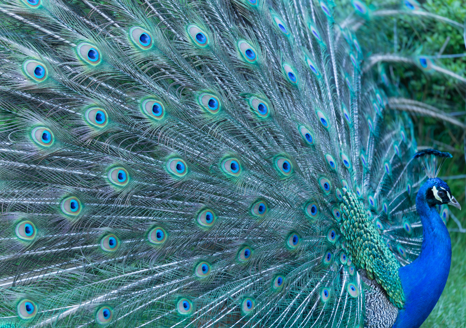 Pfau 2019 Wilhelma Stuttgart