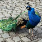 Pfau ...