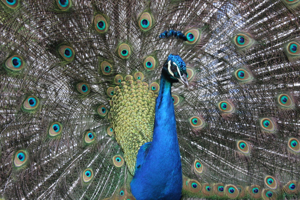 Pfau