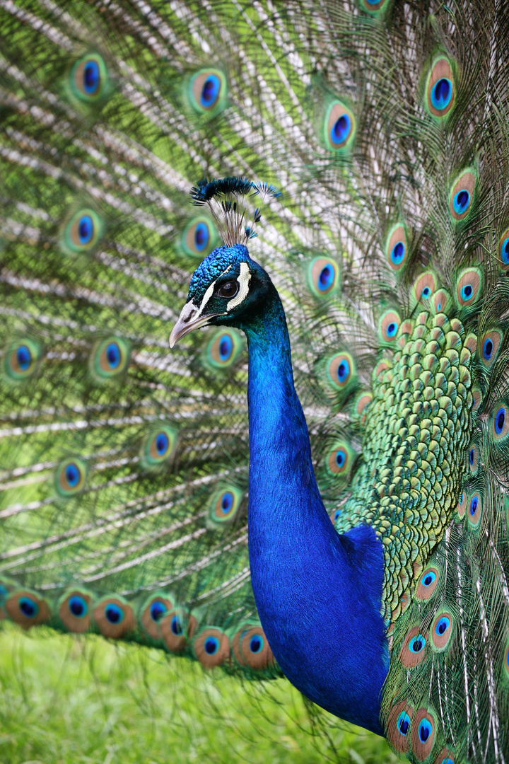 pfAU