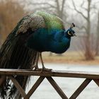 Pfau