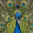 Pfau