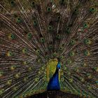 Pfau