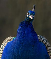 Pfau