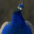 Pfau