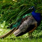 Pfau