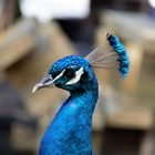 Pfau