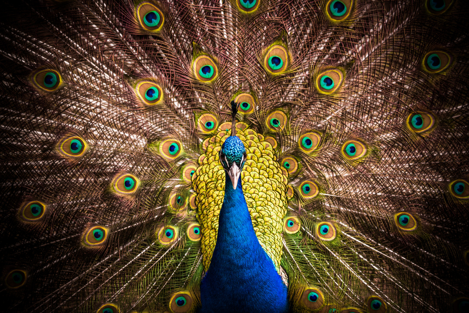 Pfau