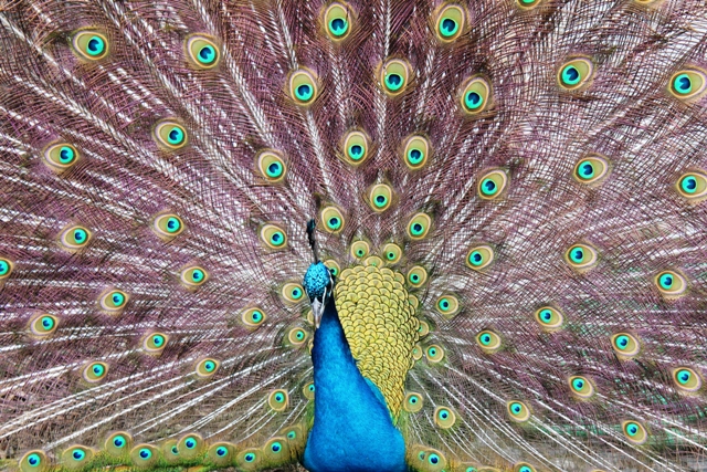 Pfau