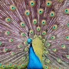 Pfau