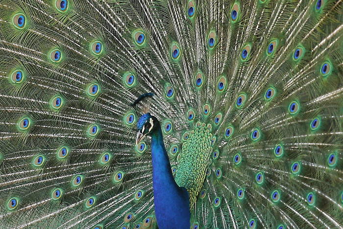 Pfau