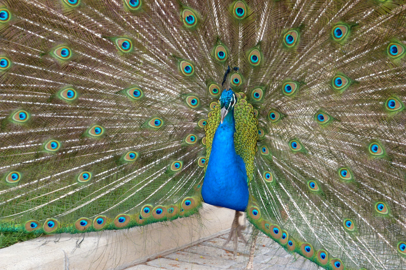 Pfau