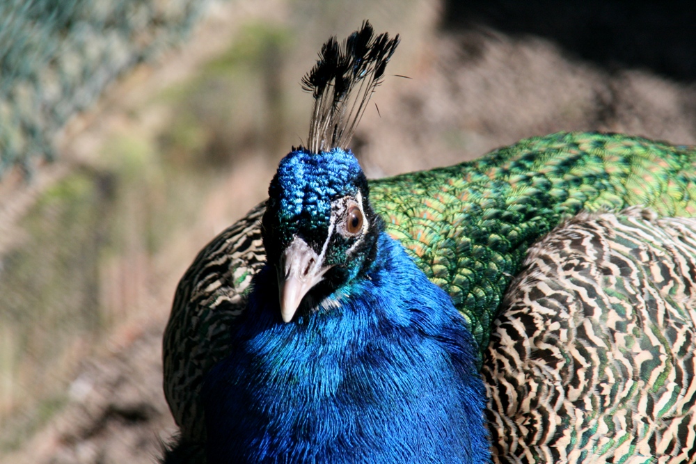 Pfau