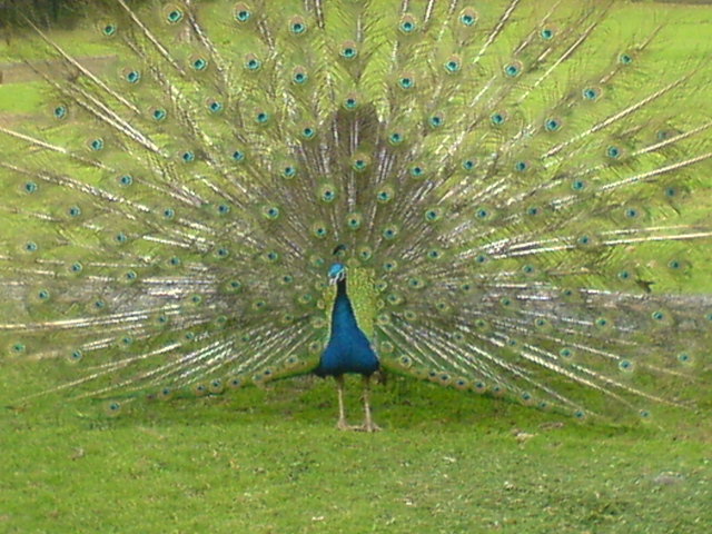 Pfau